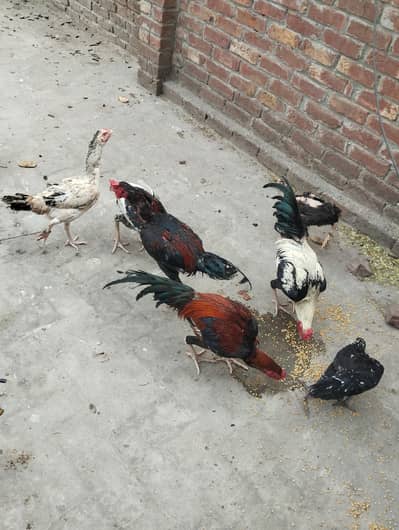 aseel murgy aur guria sale murga 6500 murgi 4500 king size height  hom