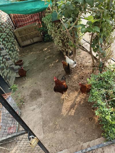Desi hens eggs dena wali