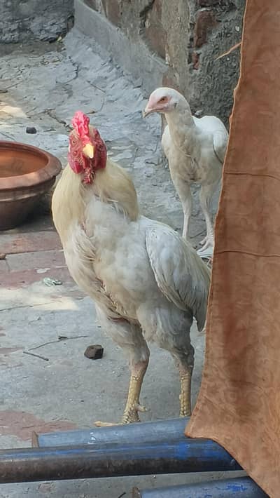 Heera Aseel 1 murga or 4 murgian available for sale