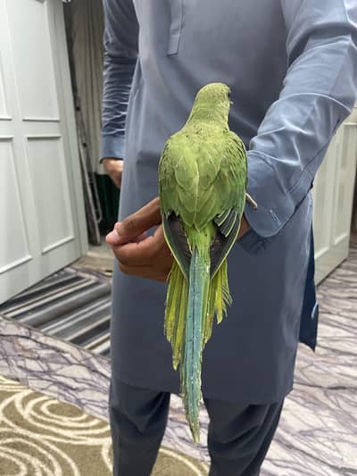 Parrot chicks handtames pair for sale