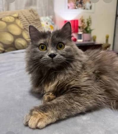 persian male cat 7 months