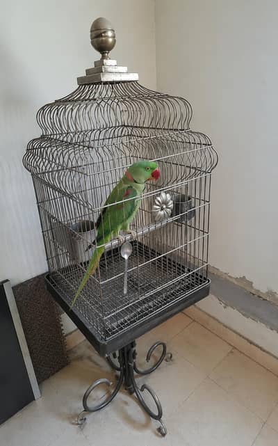 cage + raw male 03160491517