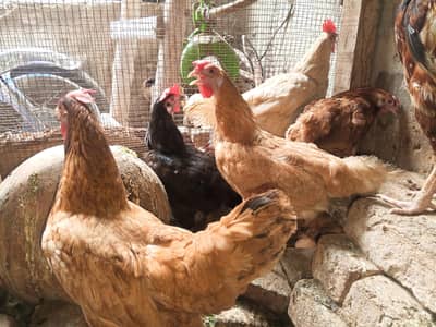 andai danai waali hens eggs ki guarantee hai
