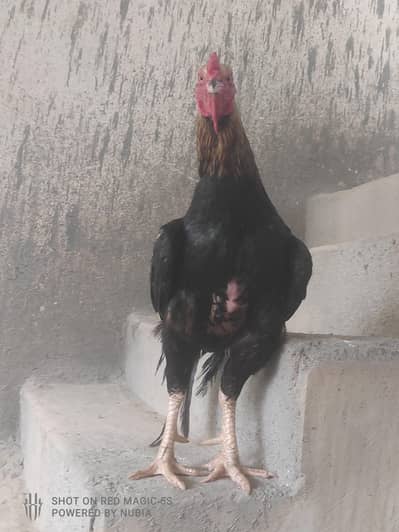 java murga
