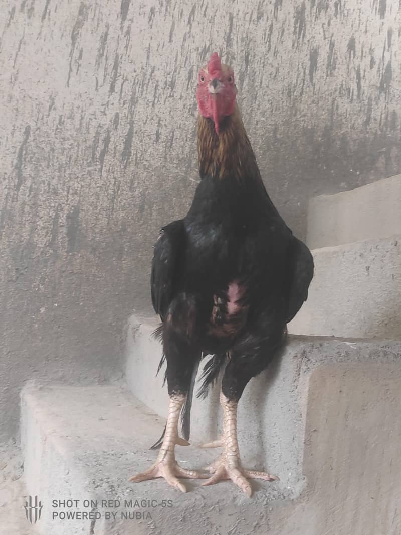 java murga 0