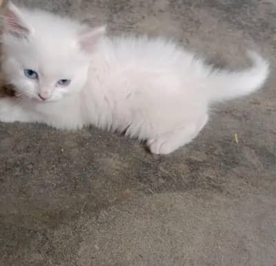 Russia cat baby white colour blue eyes