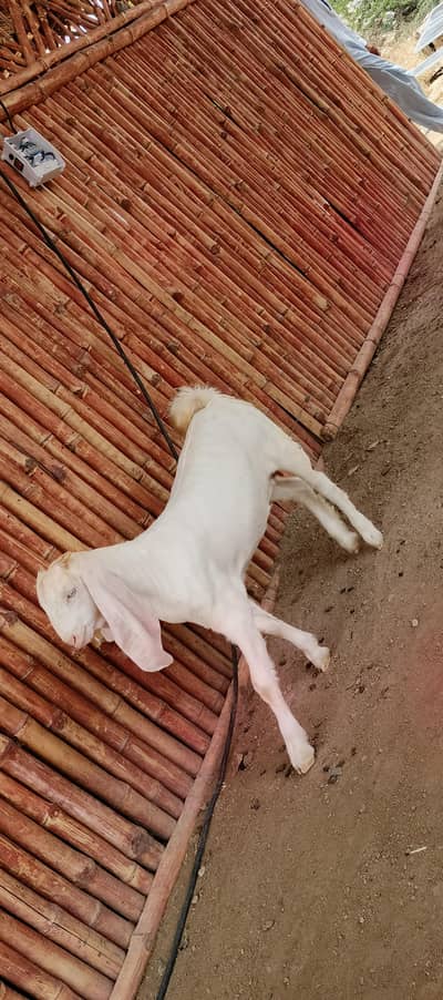 3 month age ki path female