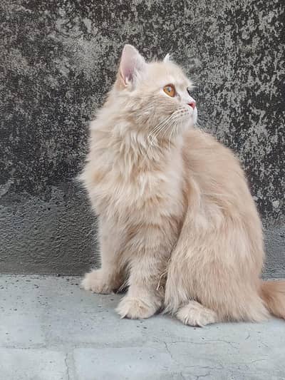 2 Female cats for sale