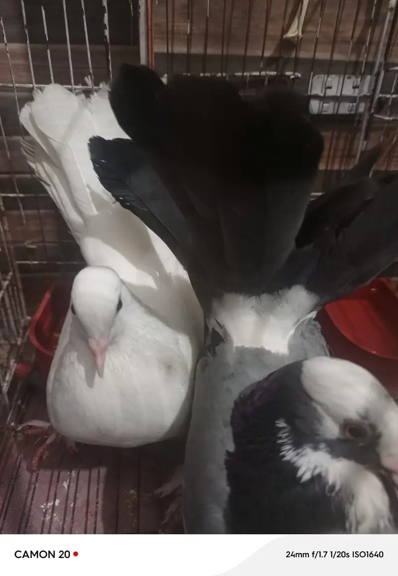 pair of piegons with cage