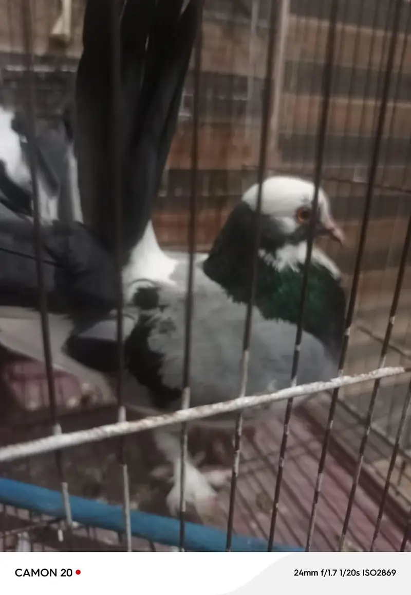 pair of piegons with cage — photo 2