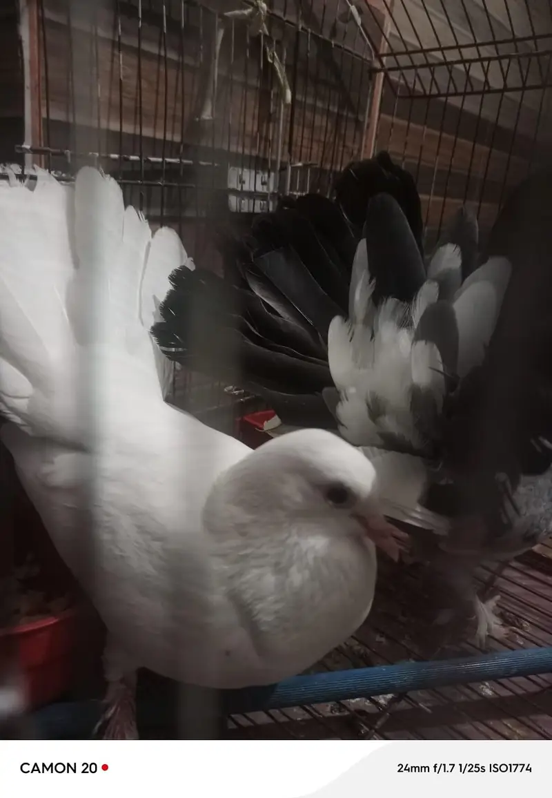 pair of piegons with cage — photo 3