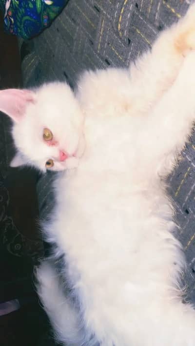 #persiancat #Persiankitten #Cat