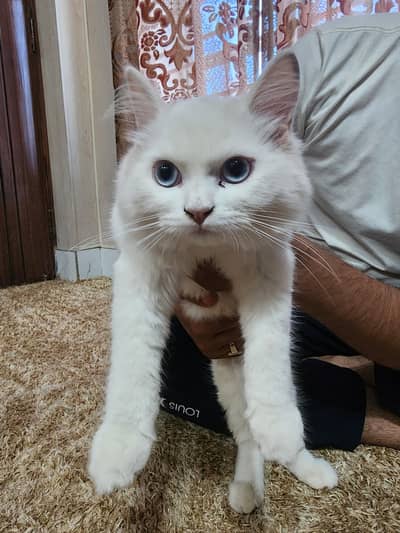 cats male and female