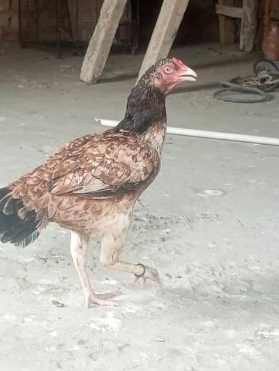 Aseel khorok murgi