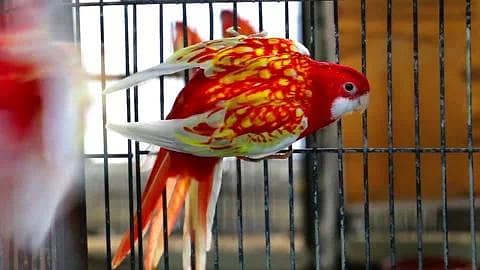 Rubino Rosella male