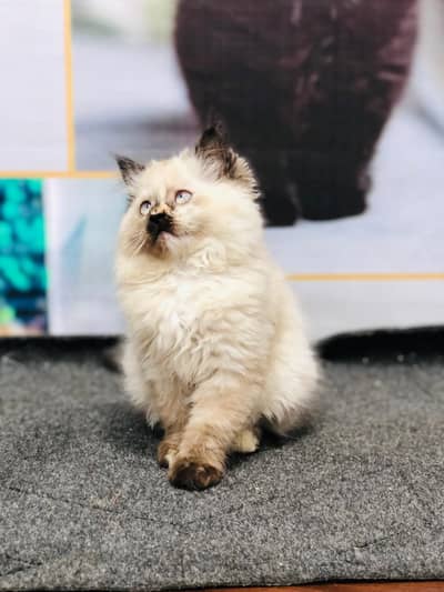 Cash on delivery parshion punch face kittens