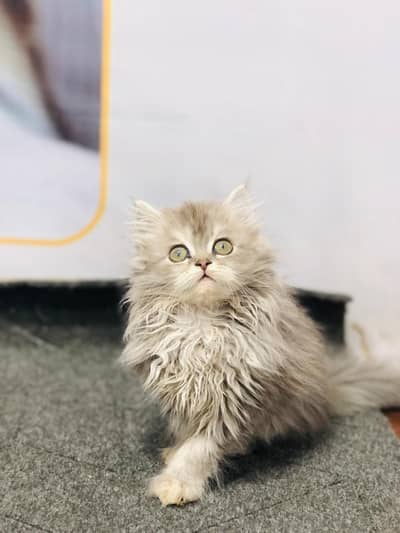 Quality Persian Punch face cat & kitten