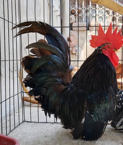 Ayam Cemani Trio