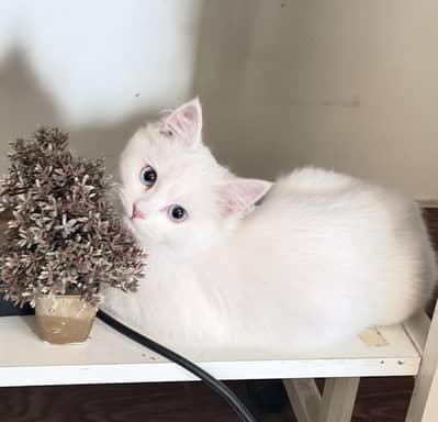 Tripple coat Blue eyes Two Persian White Cats