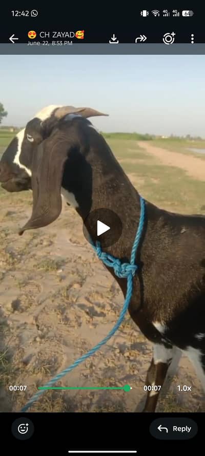 goat female teddy dogli for sell