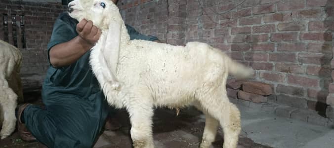 2.5 Month Old Healthy White Chatra for Sale –Active Quality
