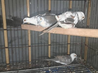 dove 02 pair
