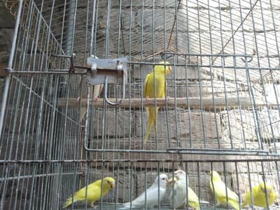 red eyes parrots and black eyes beautiful parrots