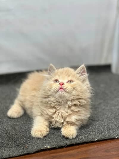 Case on delivery parshion punch face kittens