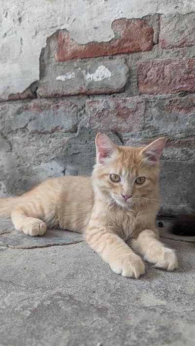 cat 