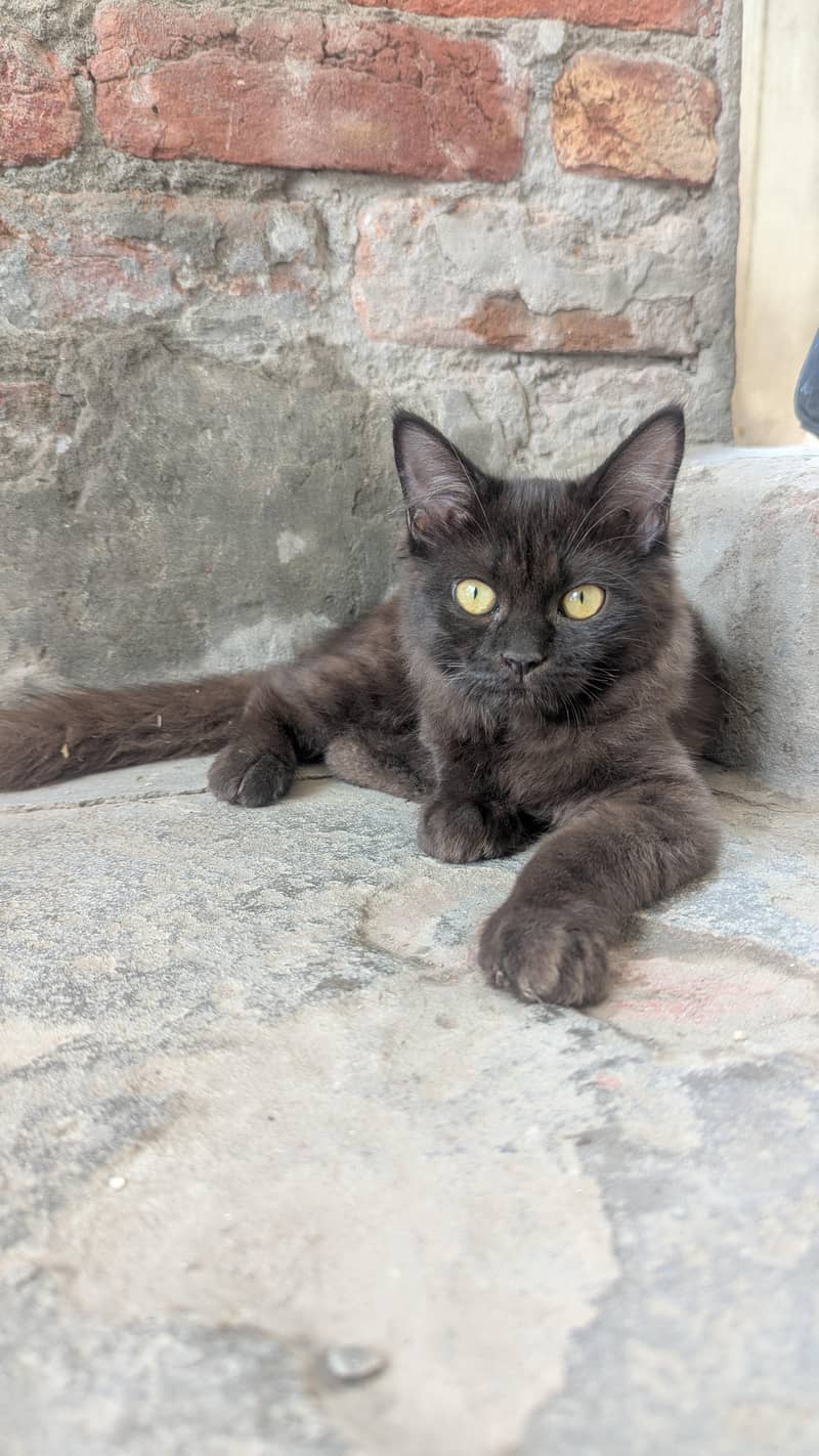 cat  1
