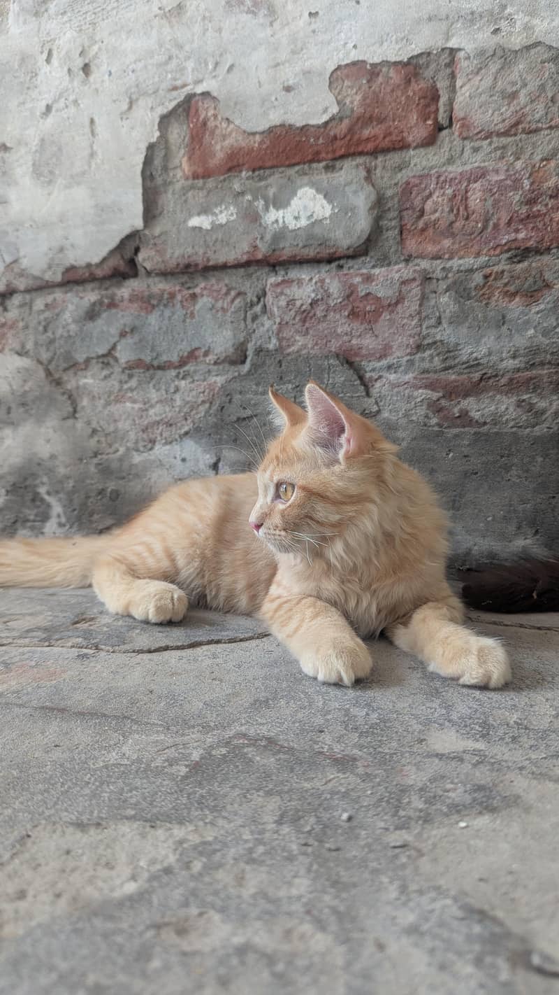 cat  2