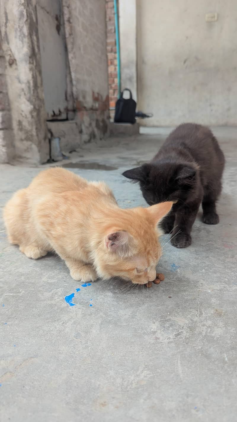 cat  3