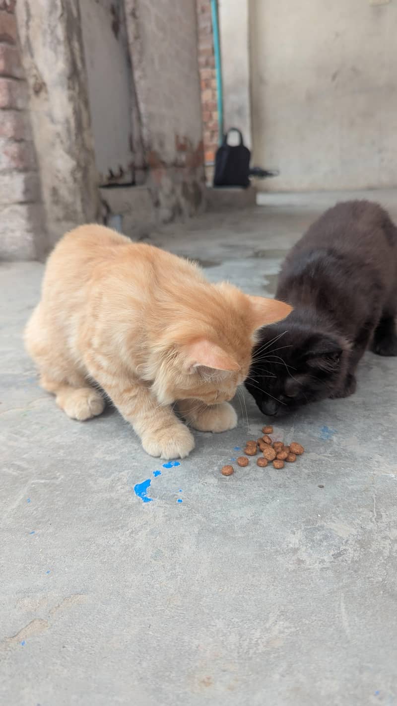 cat  4