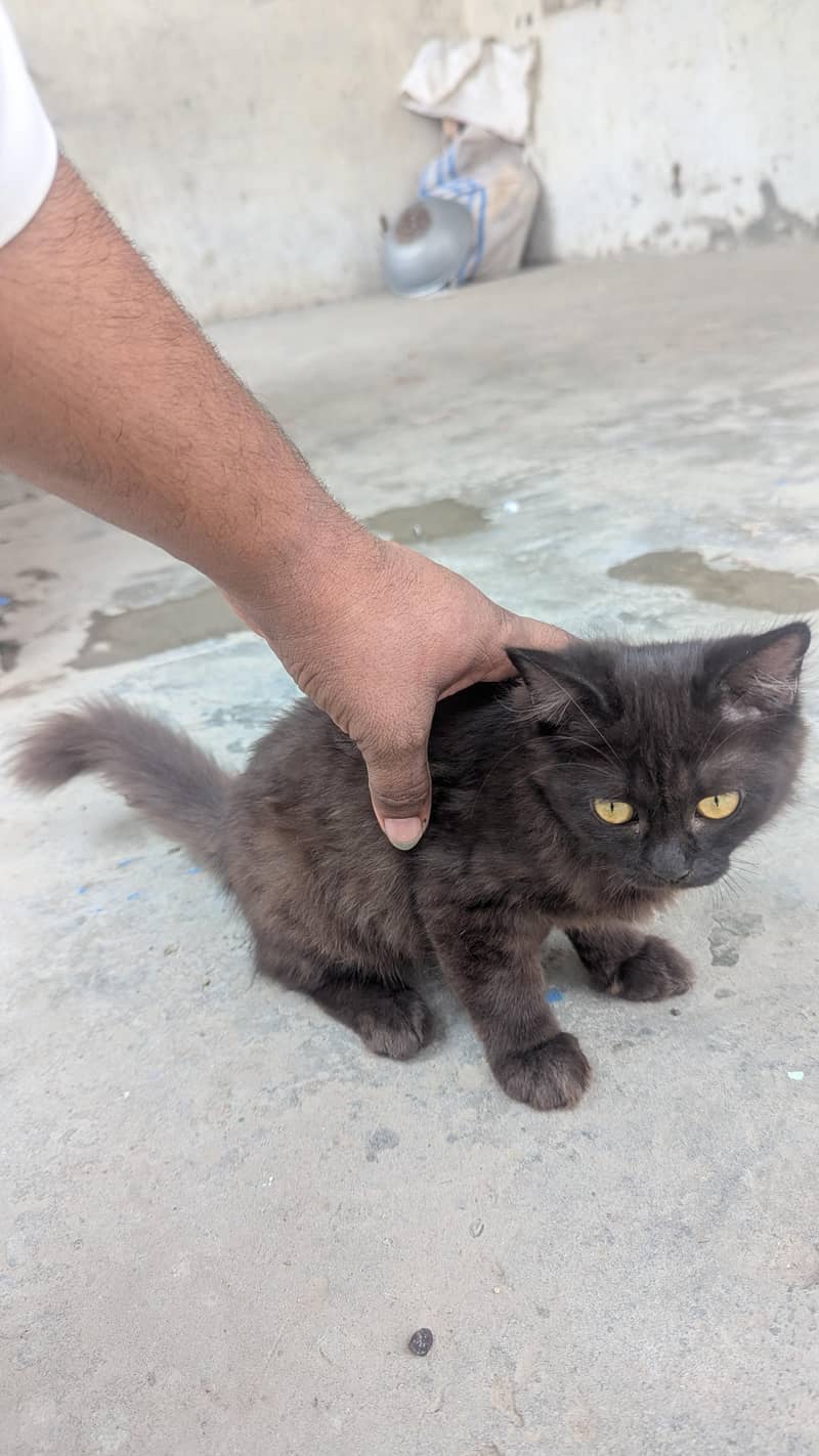 cat  5