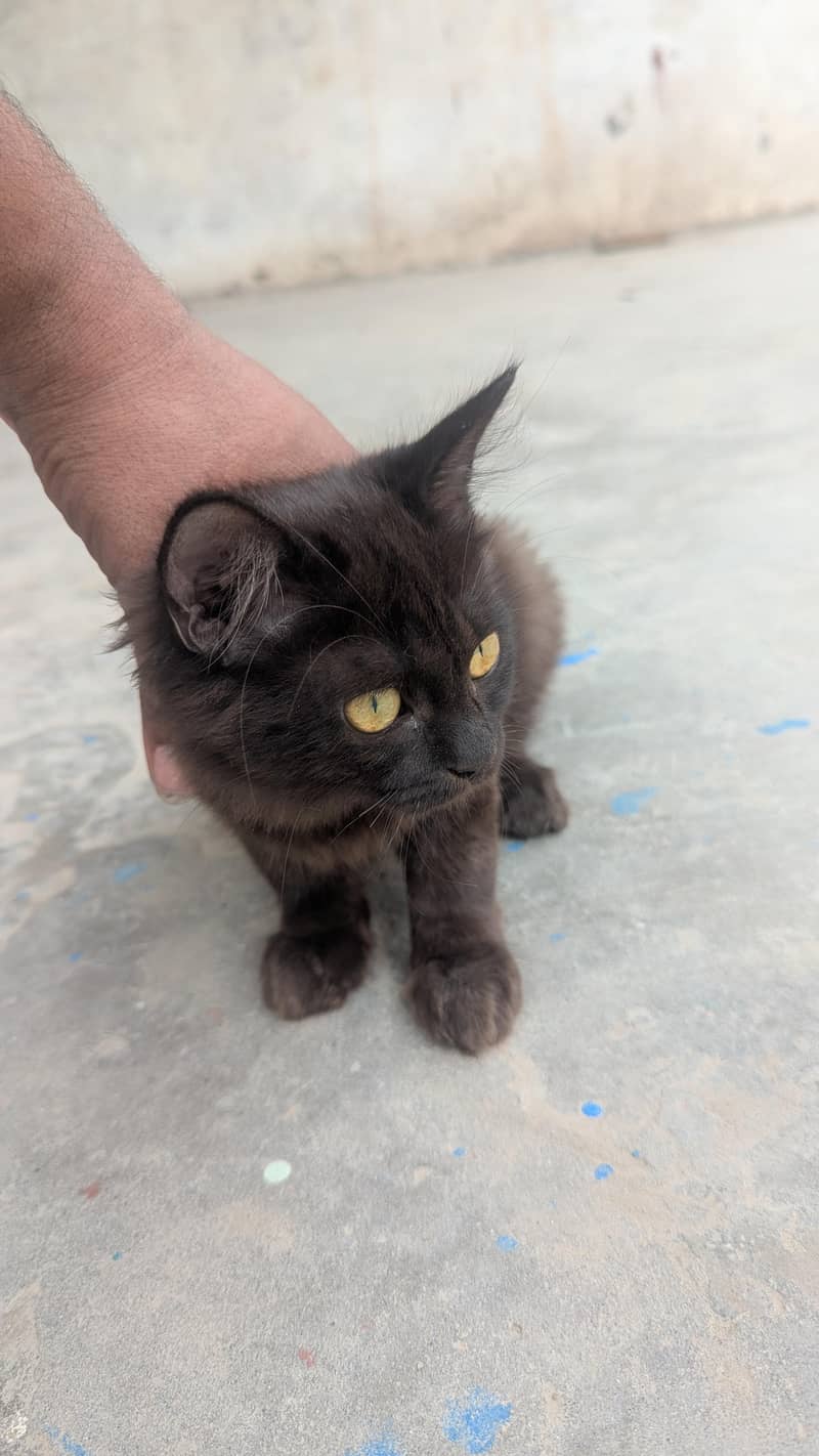 cat  6