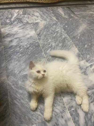 #persianmale #persiancat #persiankitten