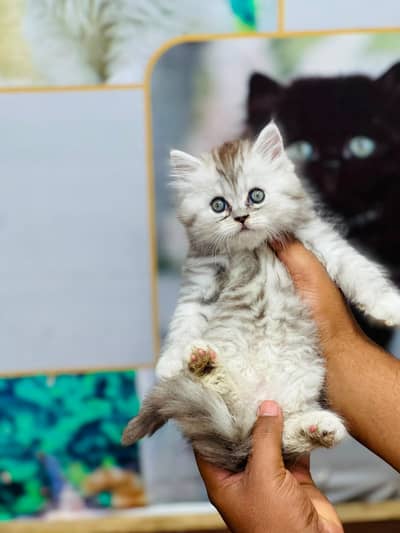 Case on delivery parshion punch face kittens