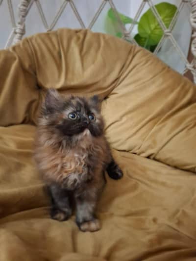 Persian kitten for sale very beautiful  kitten