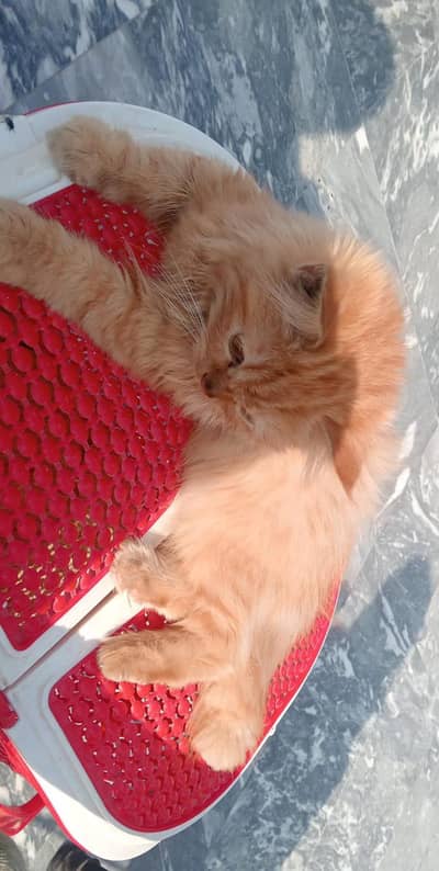 pair of Persian cat for sale