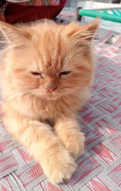 Beautiful Ginger Persian Cat For Sale