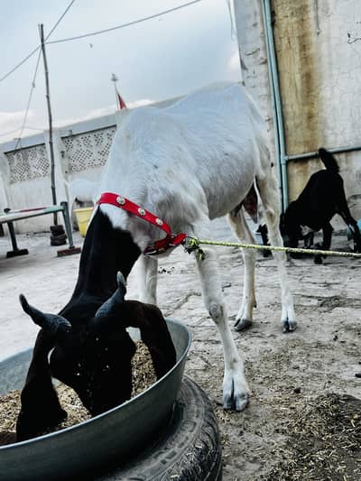 Sindhi Nasal ki Khubsurat Doodh wali Bakri Ghar ki Pali hui
