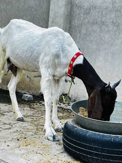 Sindhi Nasal ki Khubsurat Doodh wali Bakri Ghar ki Pali hui
