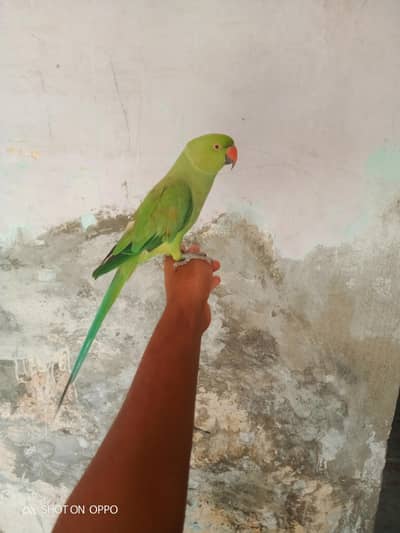hand tame male. . . .