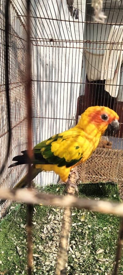 sunconr