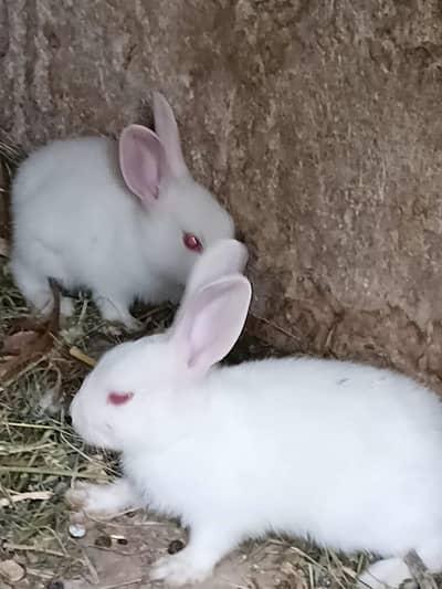 rabbit chicks and pair available 03242951996