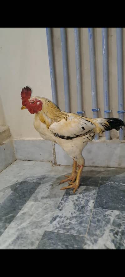 jisko lena hai wo hi call kre