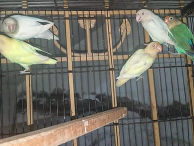 Love birds 2 pairs