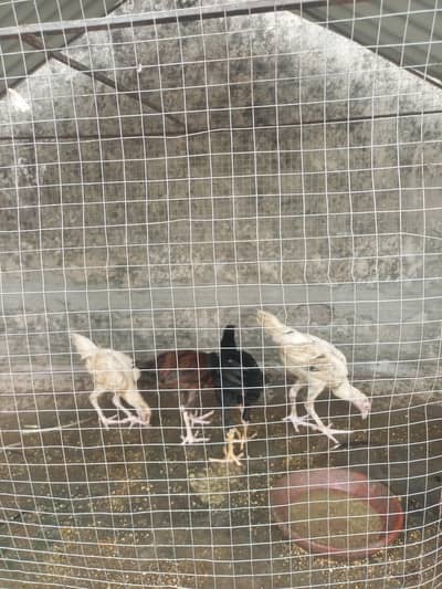 2 white 1 brown and 1 pure black