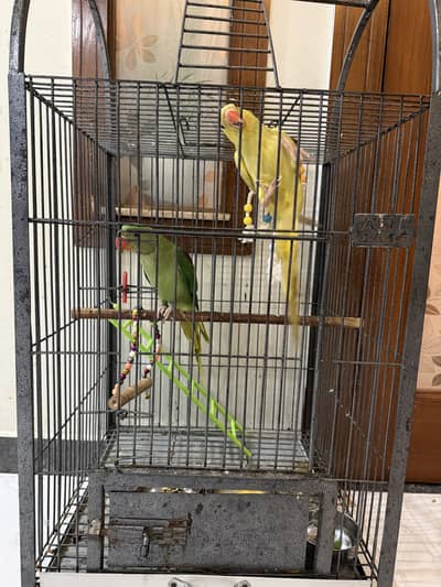 Birds for selling with cage