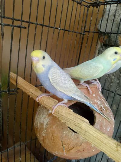 Budgies birds